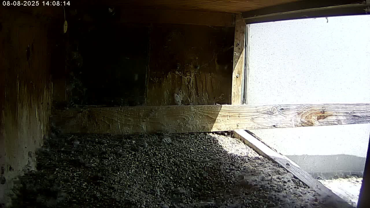 Manhester, NH, Falcon Life Live Cam - Manchester, Hillsborough, New Hampshire, USA