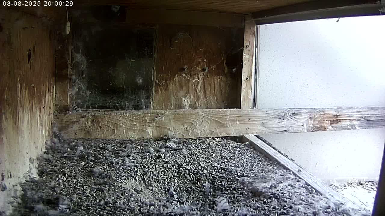 Manhester, NH, Falcon Life Live Cam - Manchester, Hillsborough, New Hampshire, USA