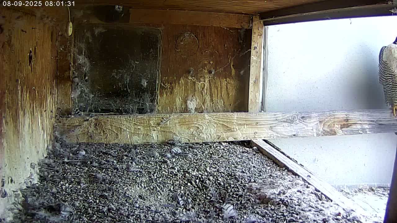 Manhester, NH, Falcon Life Live Cam - Manchester, Hillsborough, New Hampshire, USA