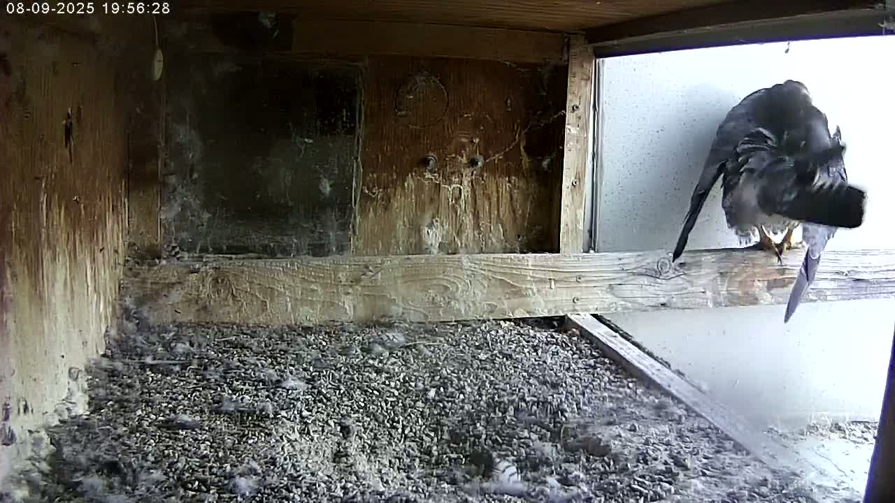 Manhester, NH, Falcon Life Live Cam - Manchester, Hillsborough, New Hampshire, USA