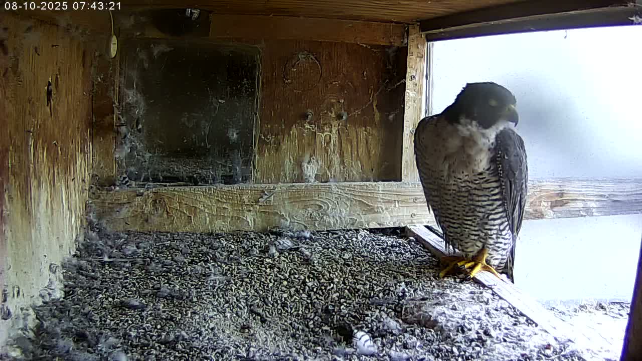 Manhester, NH, Falcon Life Live Cam - Manchester, Hillsborough, New Hampshire, USA
