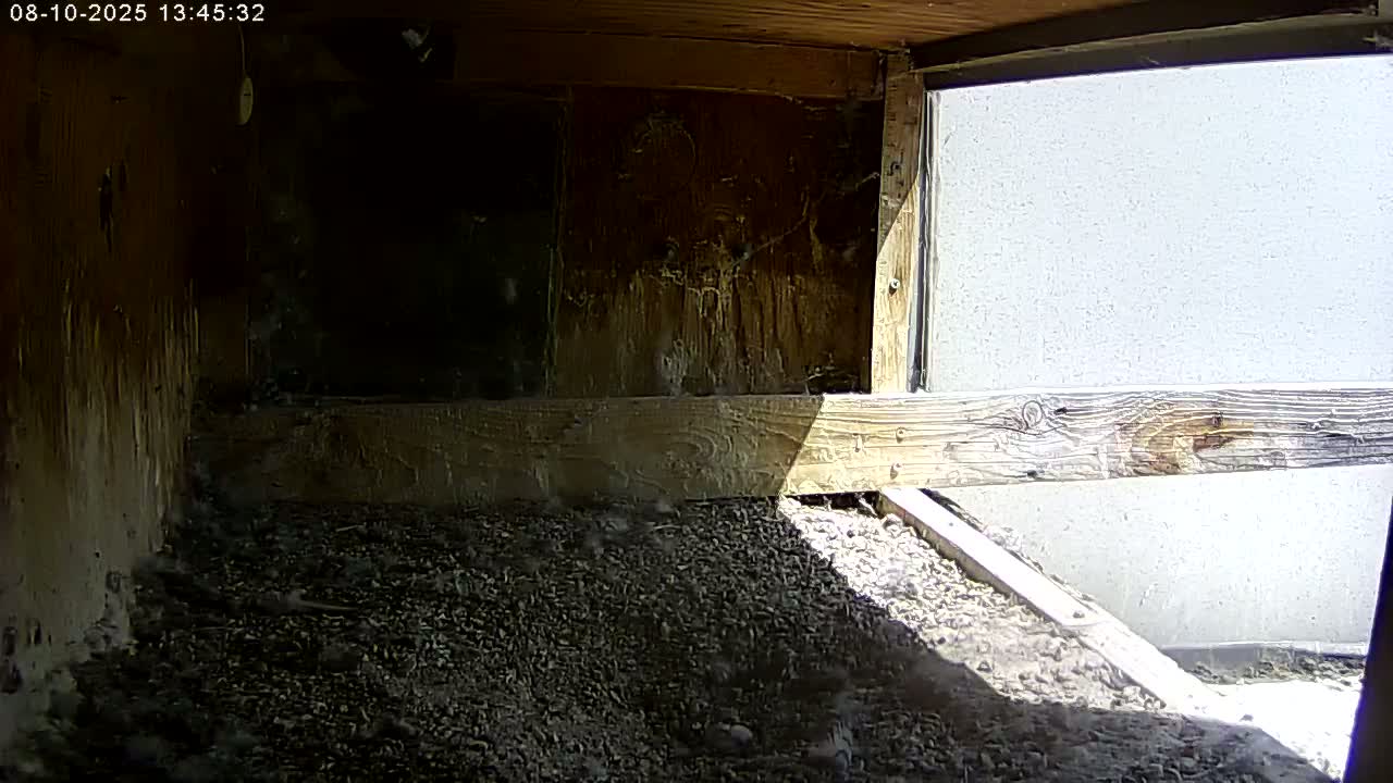 Manhester, NH, Falcon Life Live Cam - Manchester, Hillsborough, New Hampshire, USA