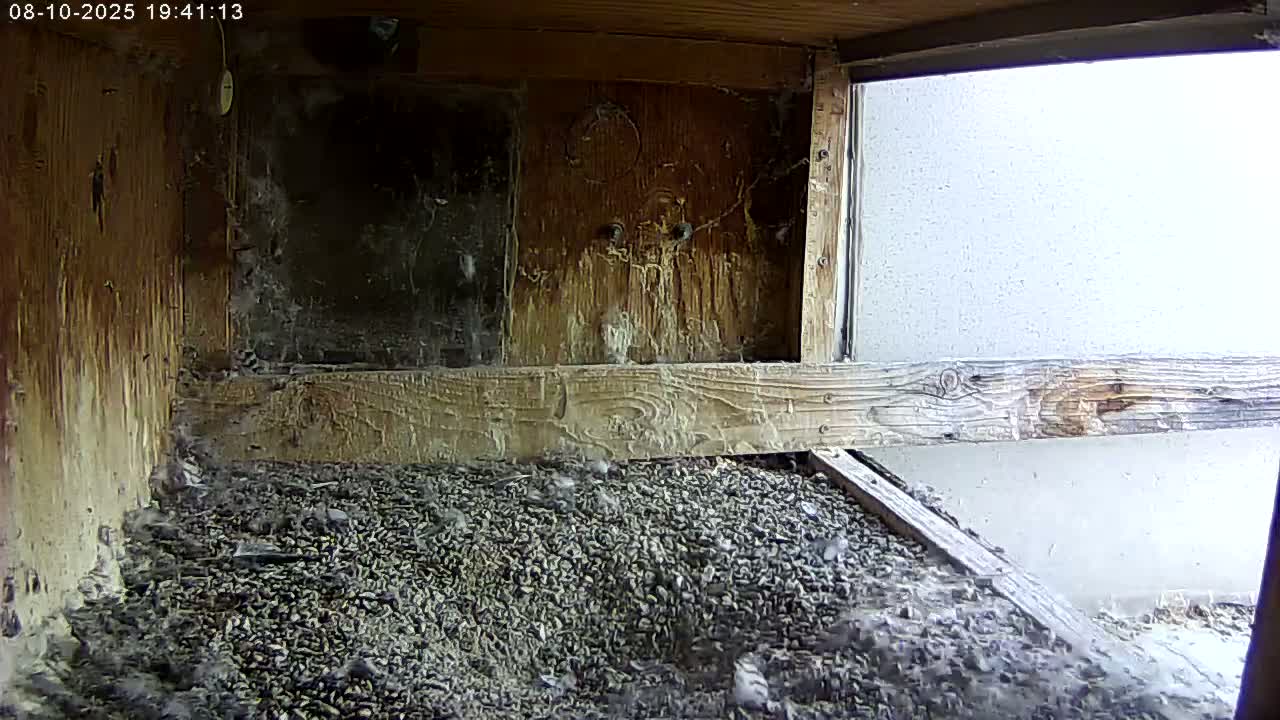 Manhester, NH, Falcon Life Live Cam - Manchester, Hillsborough, New Hampshire, USA