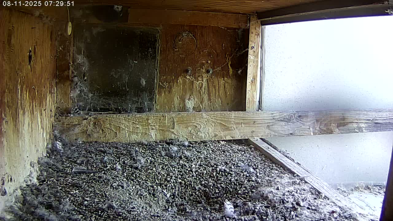 Manhester, NH, Falcon Life Live Cam - Manchester, Hillsborough, New Hampshire, USA