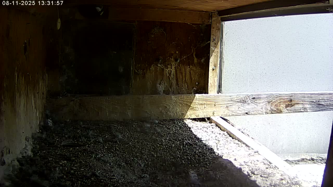 Manhester, NH, Falcon Life Live Cam - Manchester, Hillsborough, New Hampshire, USA