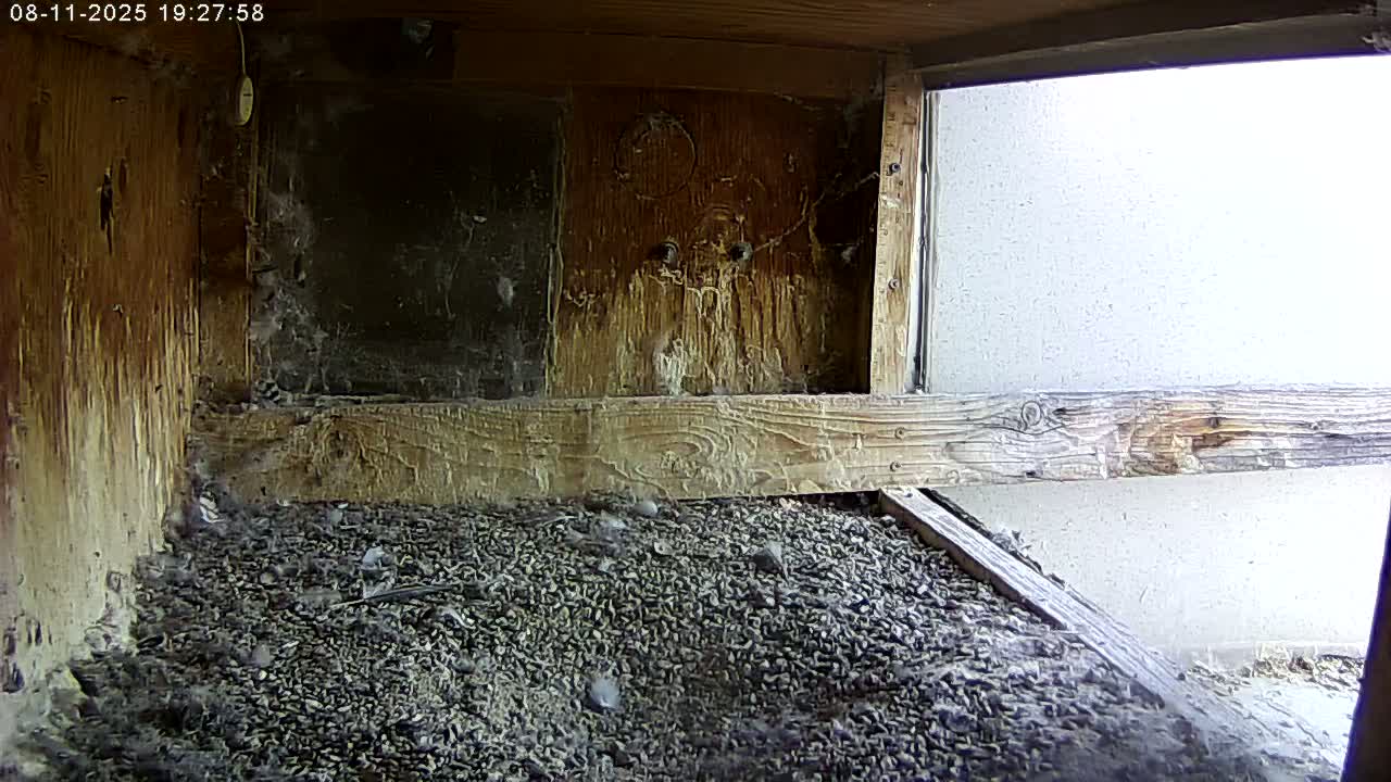 Manhester, NH, Falcon Life Live Cam - Manchester, Hillsborough, New Hampshire, USA