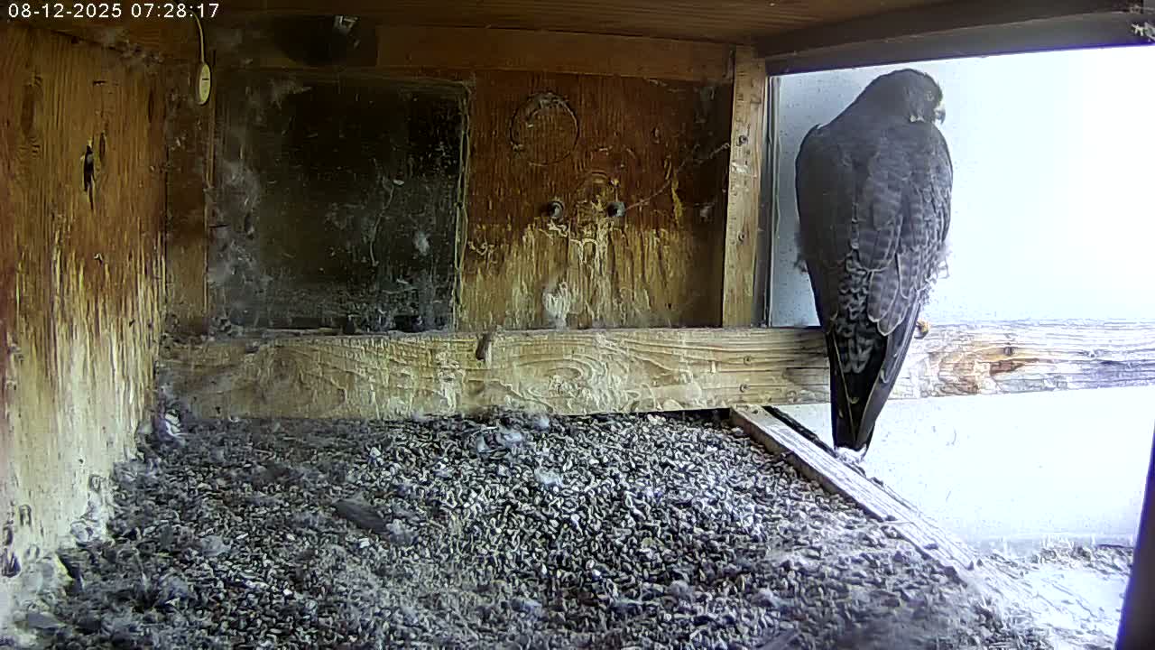Manhester, NH, Falcon Life Live Cam - Manchester, Hillsborough, New Hampshire, USA
