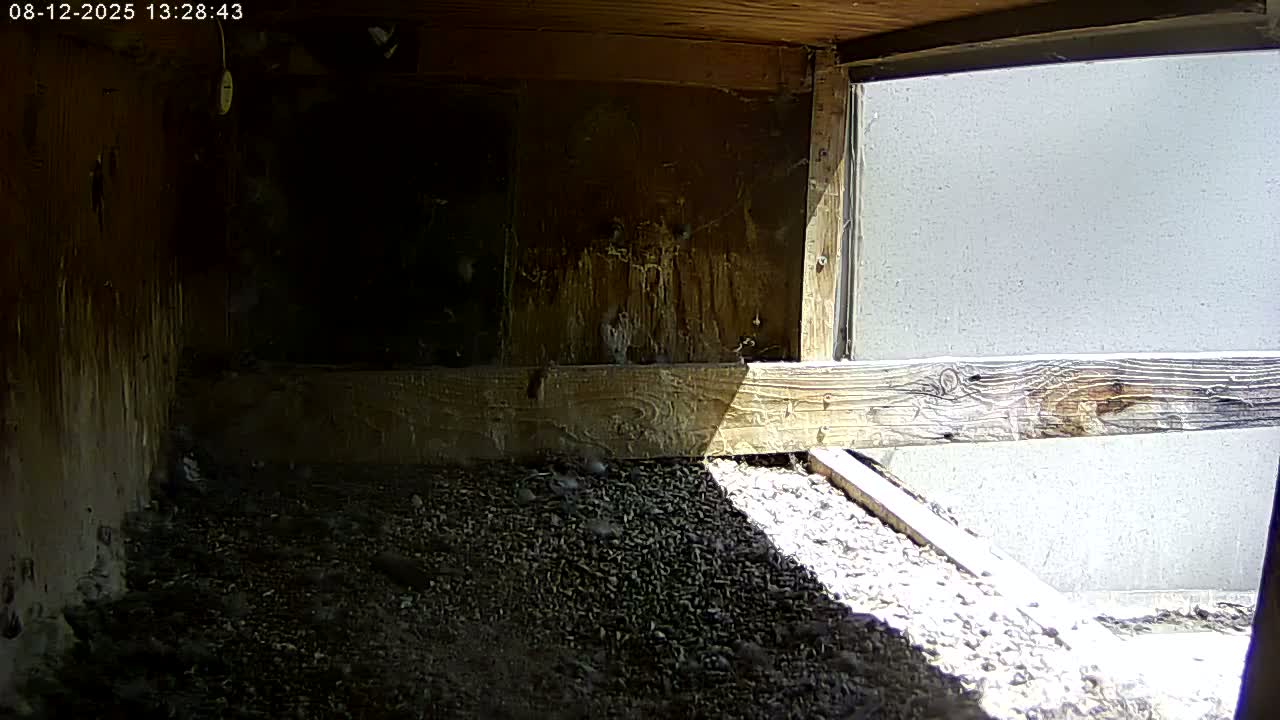 Manhester, NH, Falcon Life Live Cam - Manchester, Hillsborough, New Hampshire, USA