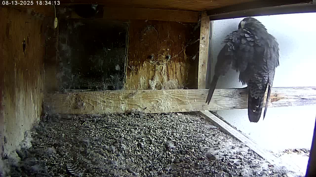 Manhester, NH, Falcon Life Live Cam - Manchester, Hillsborough, New Hampshire, USA