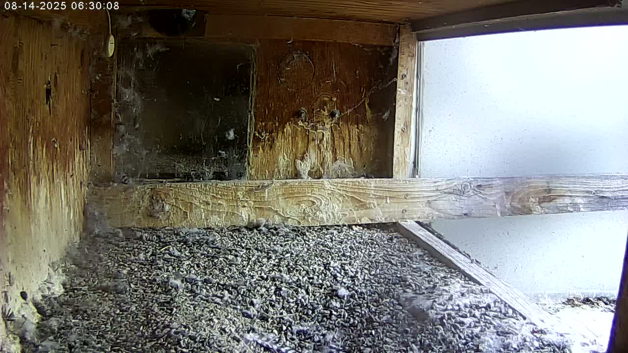 Manhester, NH, Falcon Life Live Cam - Manchester, Hillsborough, New Hampshire, USA
