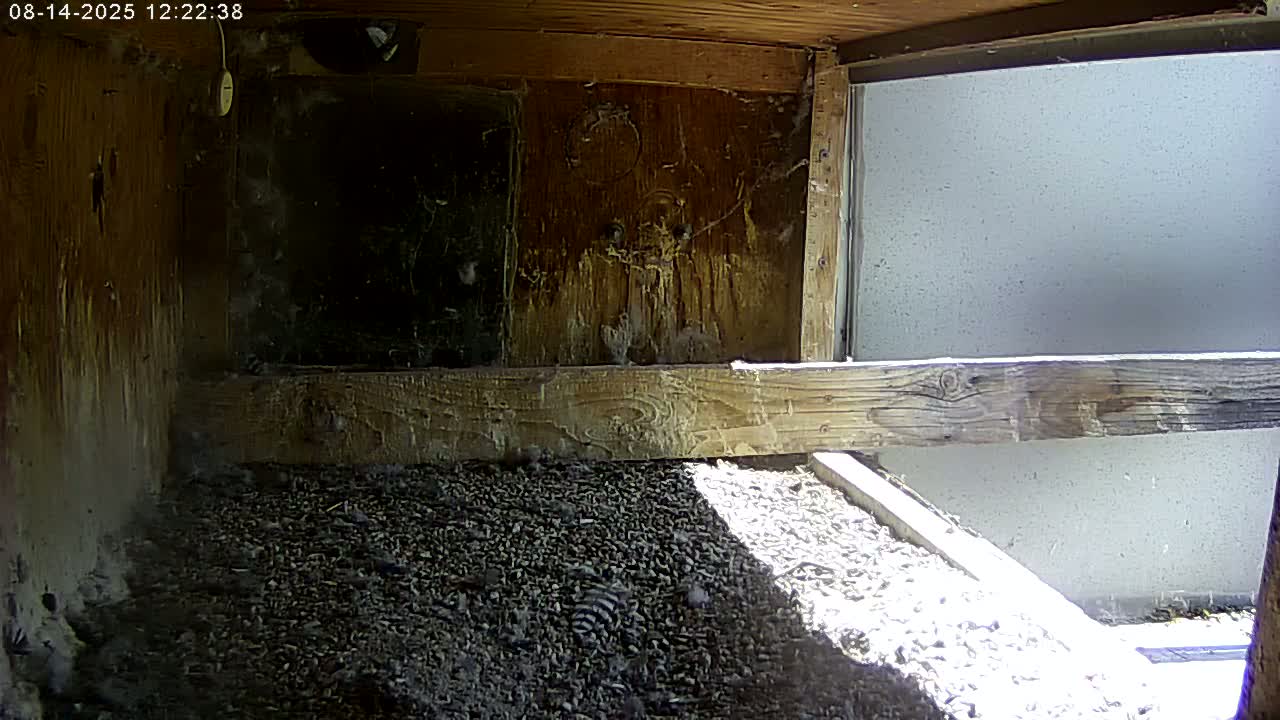 Manhester, NH, Falcon Life Live Cam - Manchester, Hillsborough, New Hampshire, USA
