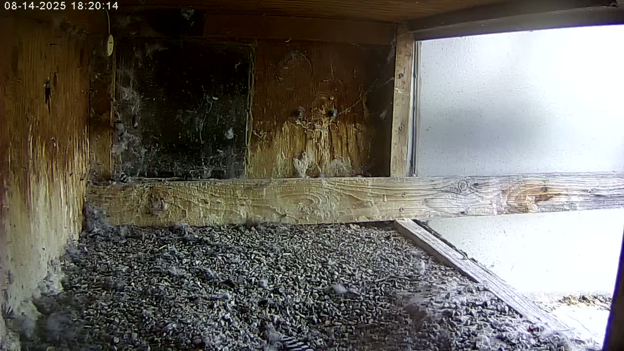 Manhester, NH, Falcon Life Live Cam - Manchester, Hillsborough, New Hampshire, USA