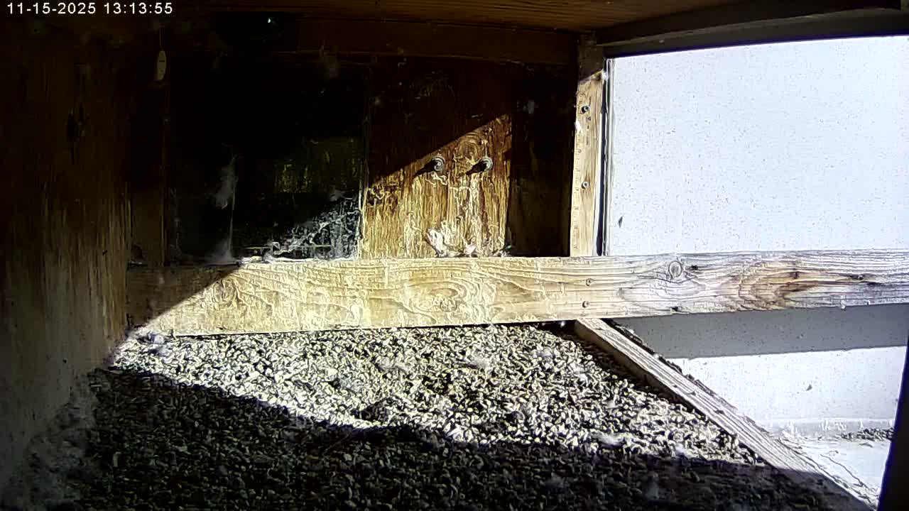 Manhester, NH, Falcon Life Live Cam - Manchester, Hillsborough, New Hampshire, USA