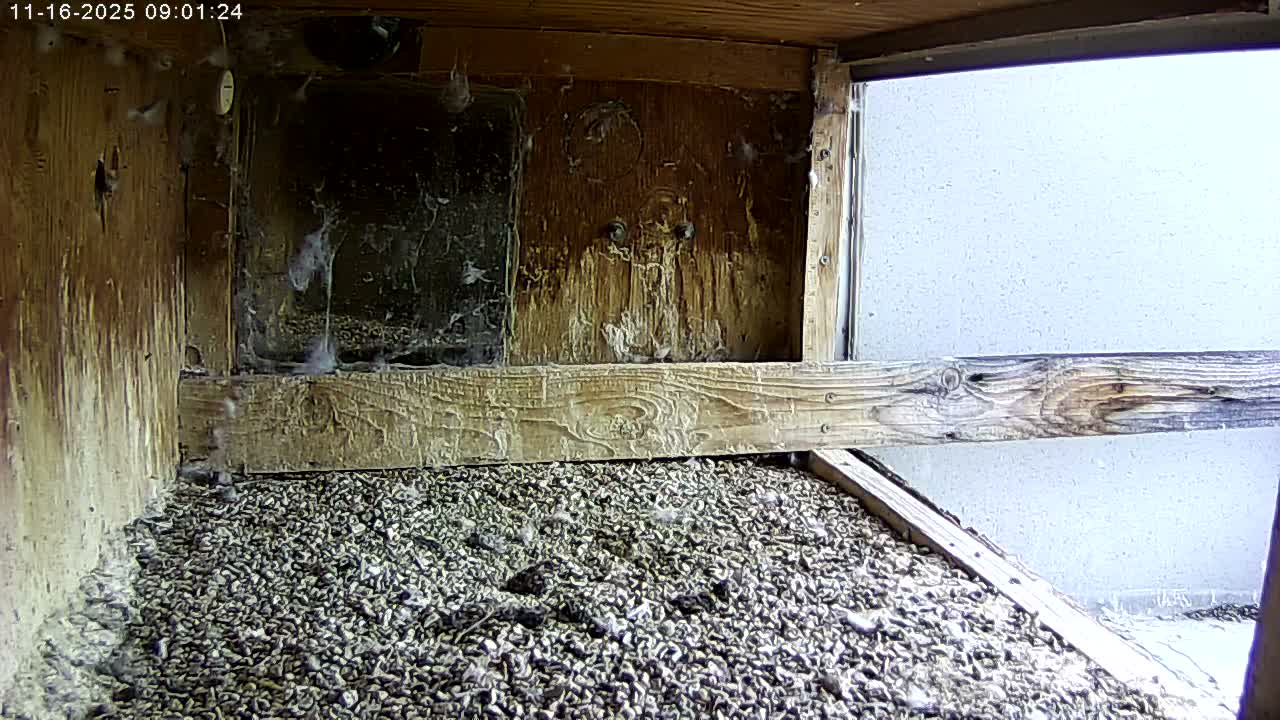 Manhester, NH, Falcon Life Live Cam - Manchester, Hillsborough, New Hampshire, USA