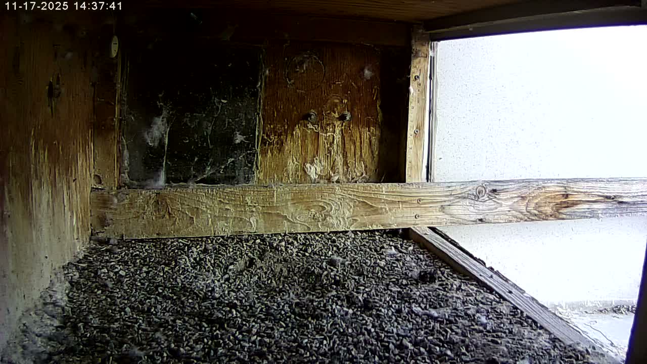 Manhester, NH, Falcon Life Live Cam - Manchester, Hillsborough, New Hampshire, USA