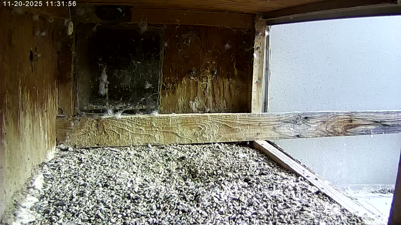 Manhester, NH, Falcon Life Live Cam - Manchester, Hillsborough, New Hampshire, USA