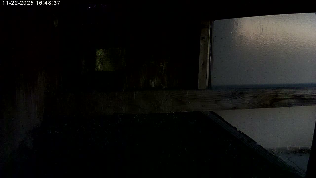 Manhester, NH, Falcon Life Live Cam - Manchester, Hillsborough, New Hampshire, USA