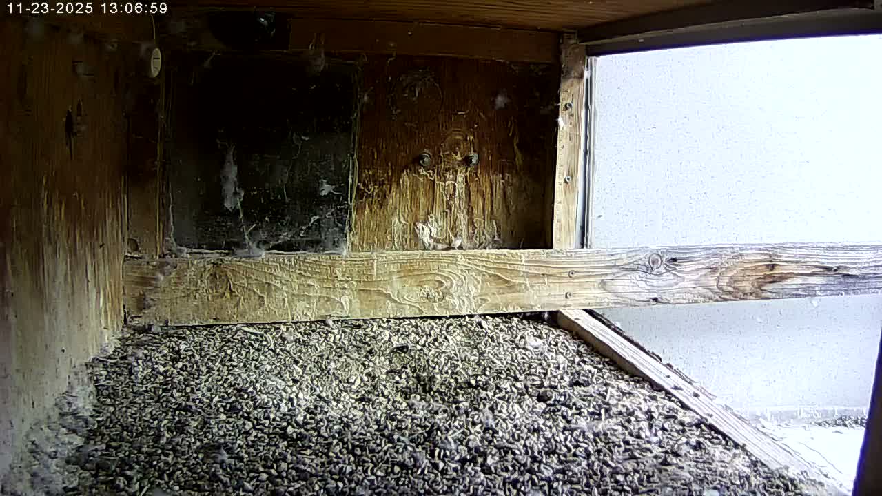 Manhester, NH, Falcon Life Live Cam - Manchester, Hillsborough, New Hampshire, USA