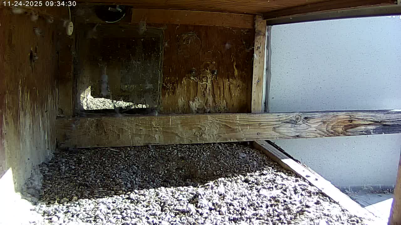 Manhester, NH, Falcon Life Live Cam - Manchester, Hillsborough, New Hampshire, USA