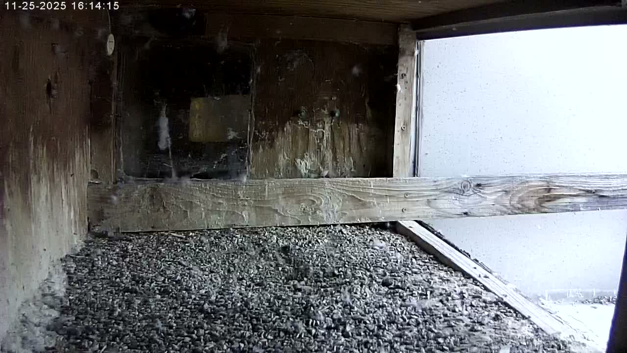 Manhester, NH, Falcon Life Live Cam - Manchester, Hillsborough, New Hampshire, USA