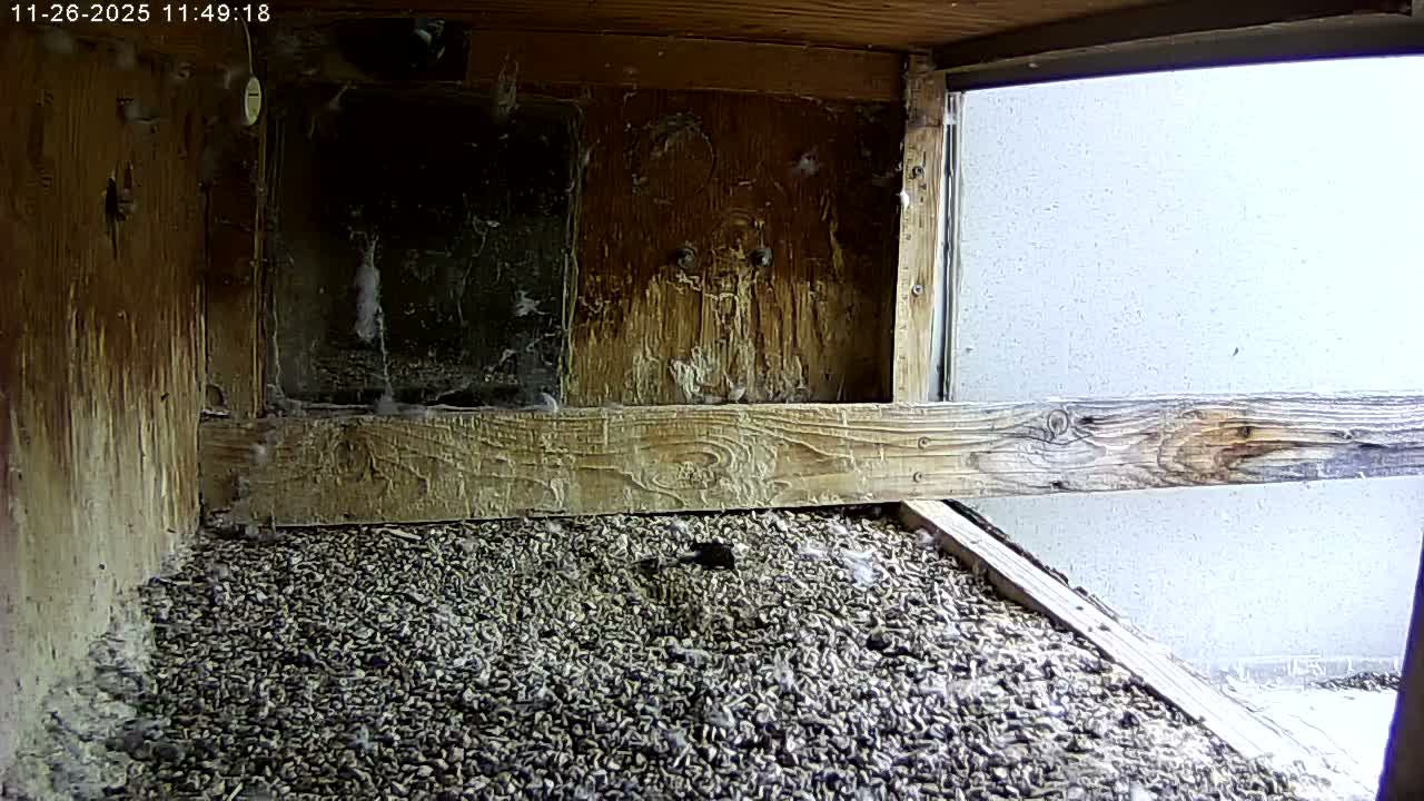 Manhester, NH, Falcon Life Live Cam - Manchester, Hillsborough, New Hampshire, USA