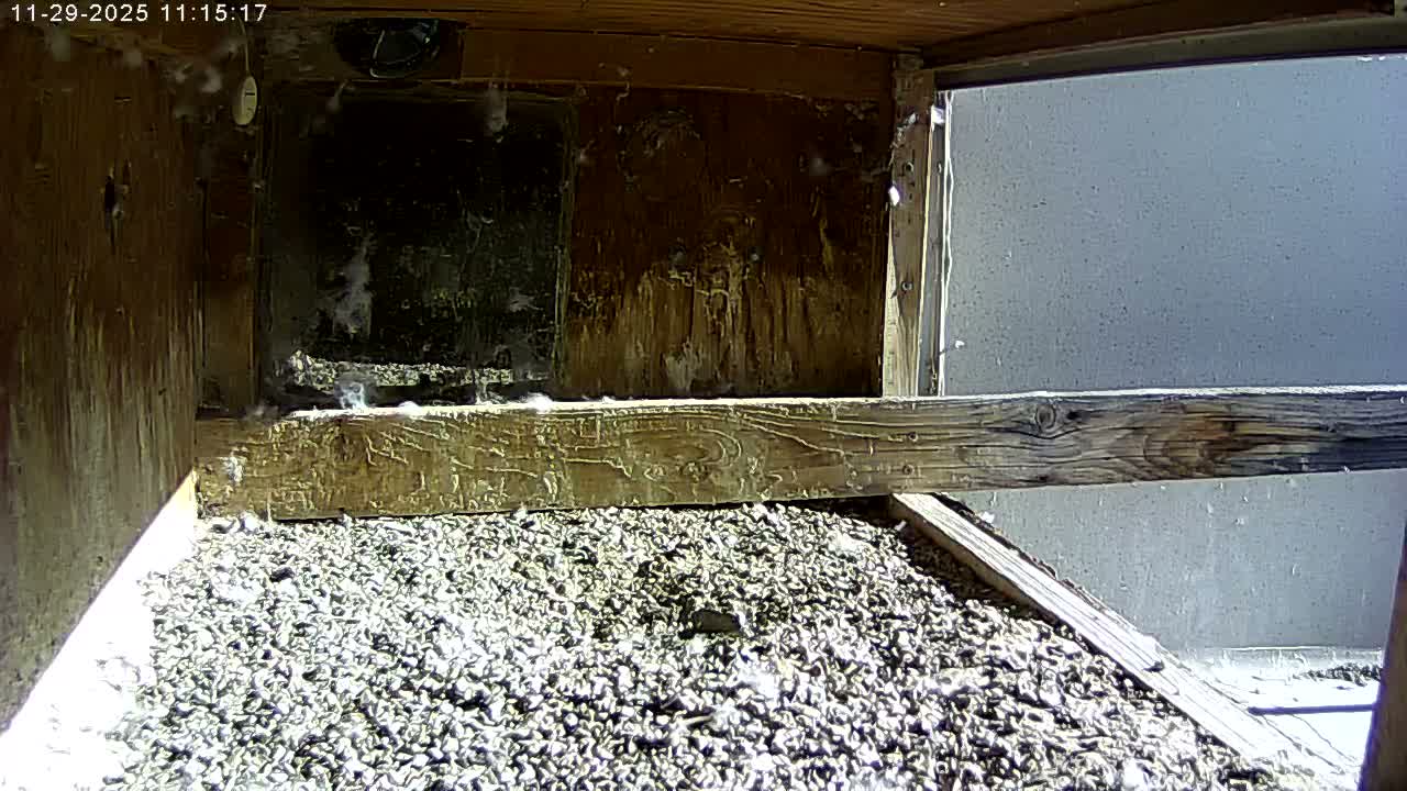 Manhester, NH, Falcon Life Live Cam - Manchester, Hillsborough, New Hampshire, USA