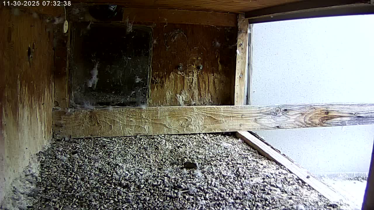 Manhester, NH, Falcon Life Live Cam - Manchester, Hillsborough, New Hampshire, USA