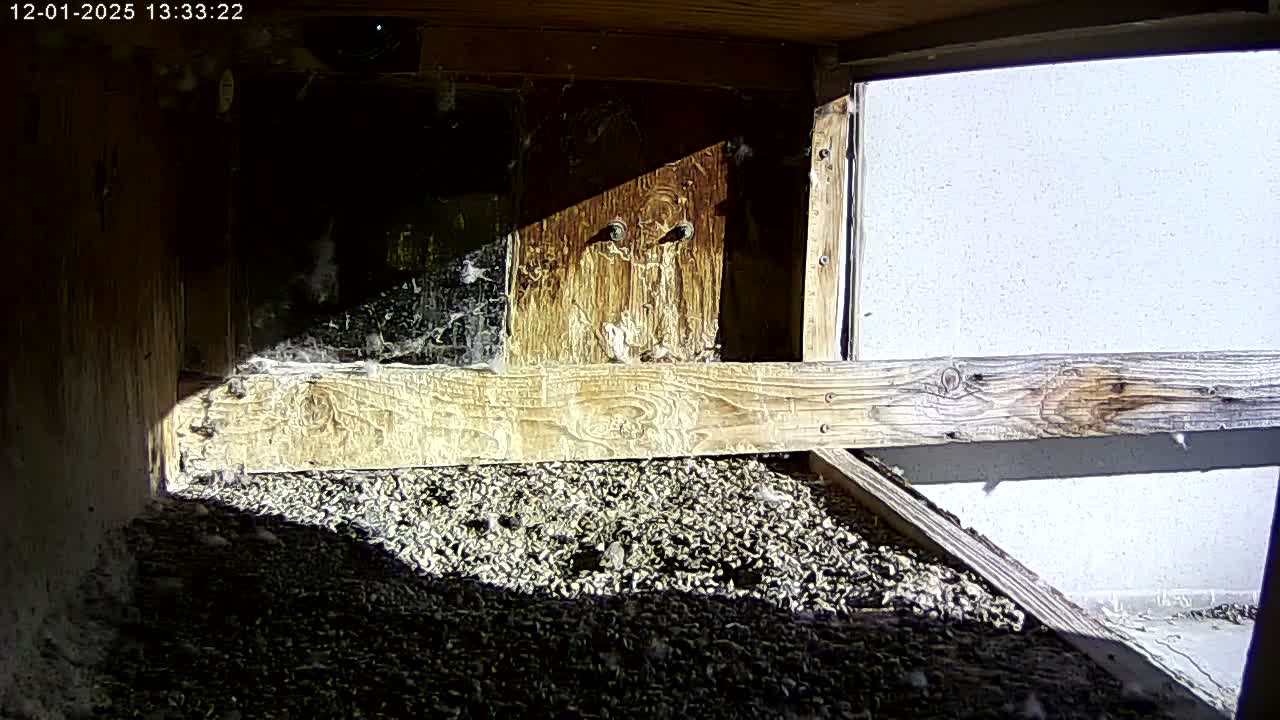 Manhester, NH, Falcon Life Live Cam - Manchester, Hillsborough, New Hampshire, USA