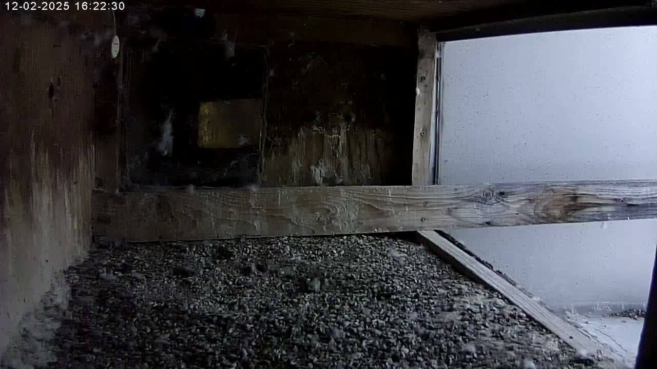 Manhester, NH, Falcon Life Live Cam - Manchester, Hillsborough, New Hampshire, USA