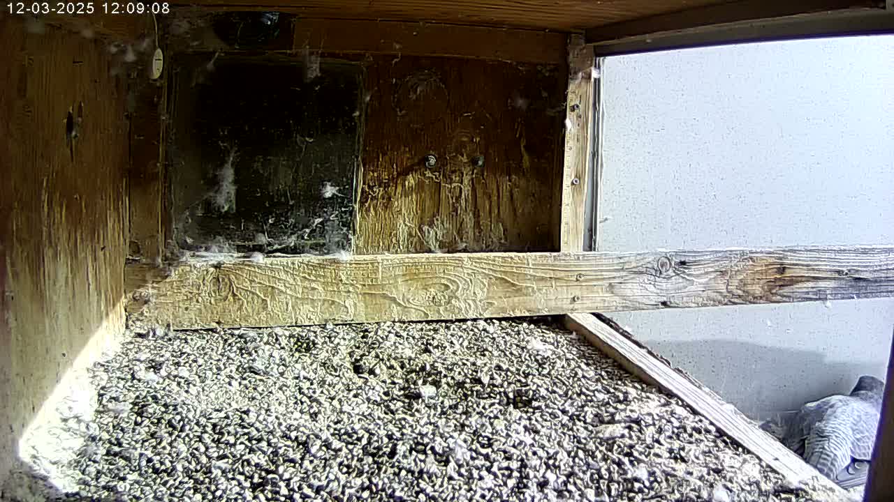 Manhester, NH, Falcon Life Live Cam - Manchester, Hillsborough, New Hampshire, USA