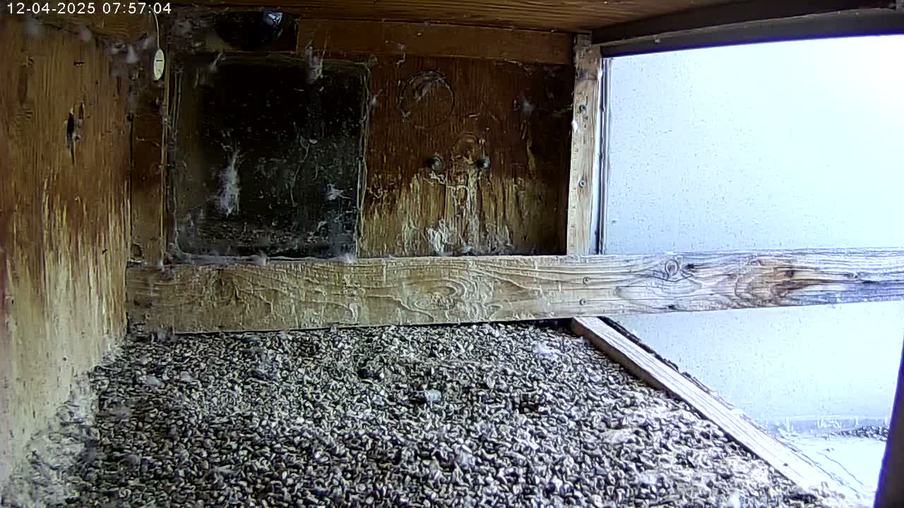 Manhester, NH, Falcon Life Live Cam - Manchester, Hillsborough, New Hampshire, USA