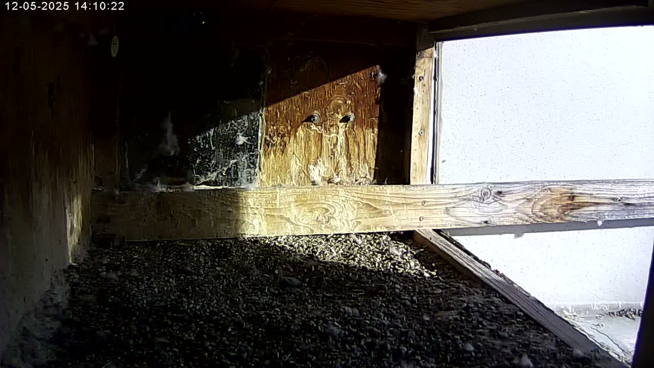 Manhester, NH, Falcon Life Live Cam - Manchester, Hillsborough, New Hampshire, USA