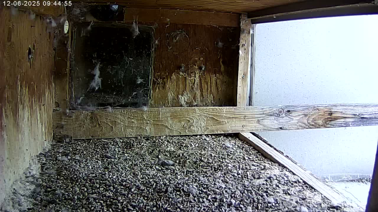 Manhester, NH, Falcon Life Live Cam - Manchester, Hillsborough, New Hampshire, USA