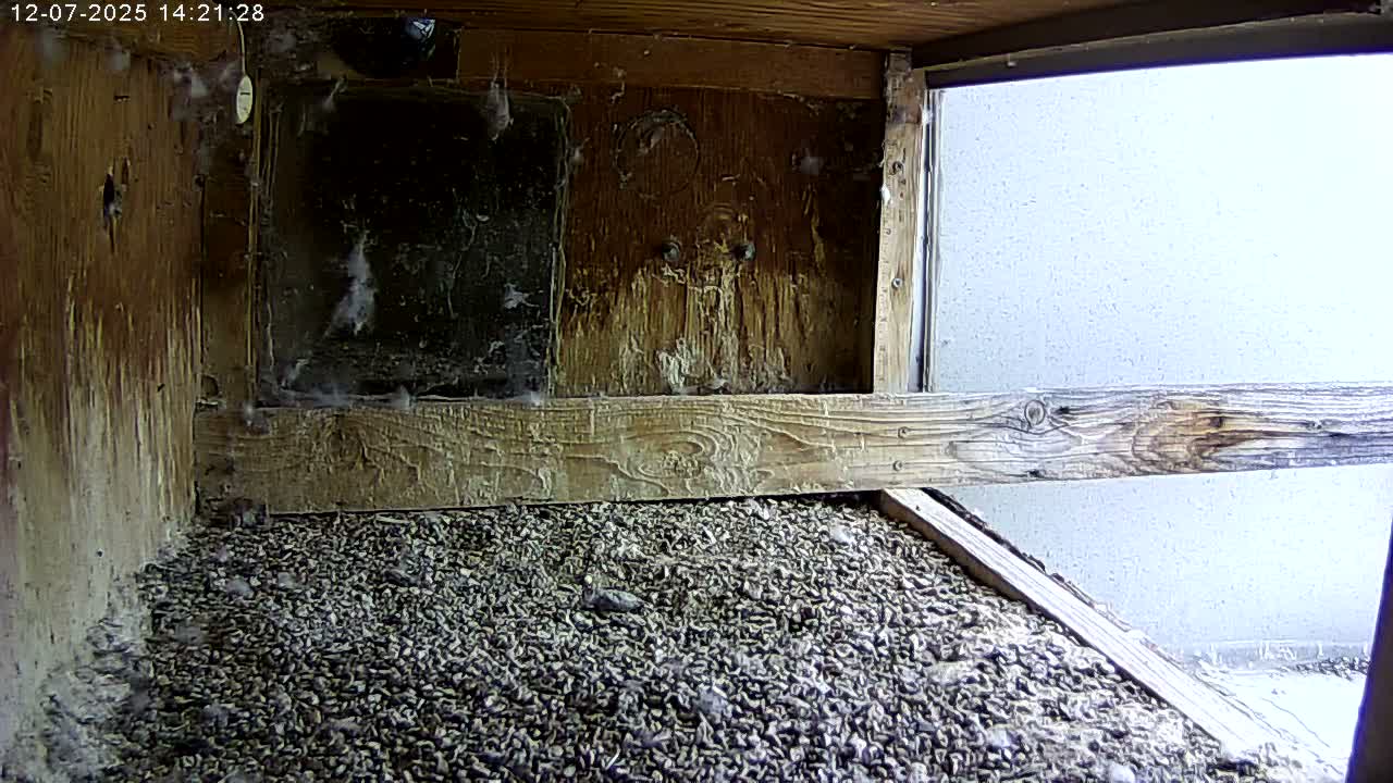 Manhester, NH, Falcon Life Live Cam - Manchester, Hillsborough, New Hampshire, USA