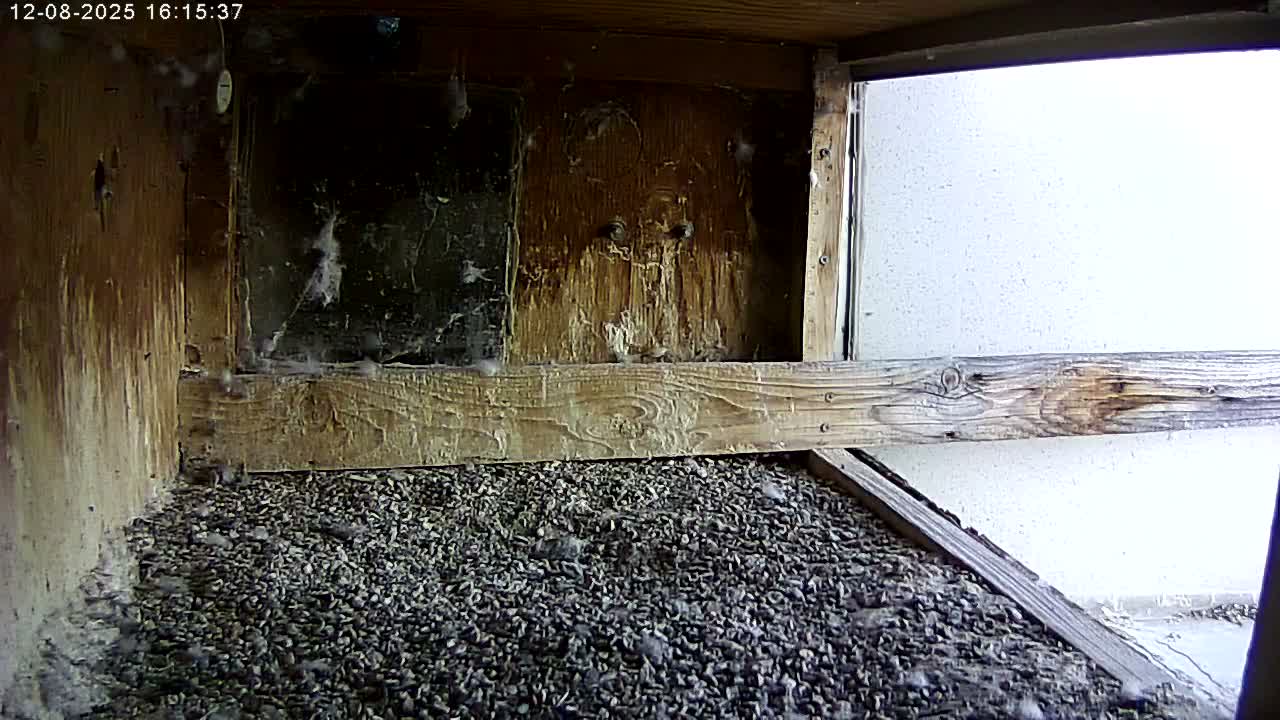 Manhester, NH, Falcon Life Live Cam - Manchester, Hillsborough, New Hampshire, USA