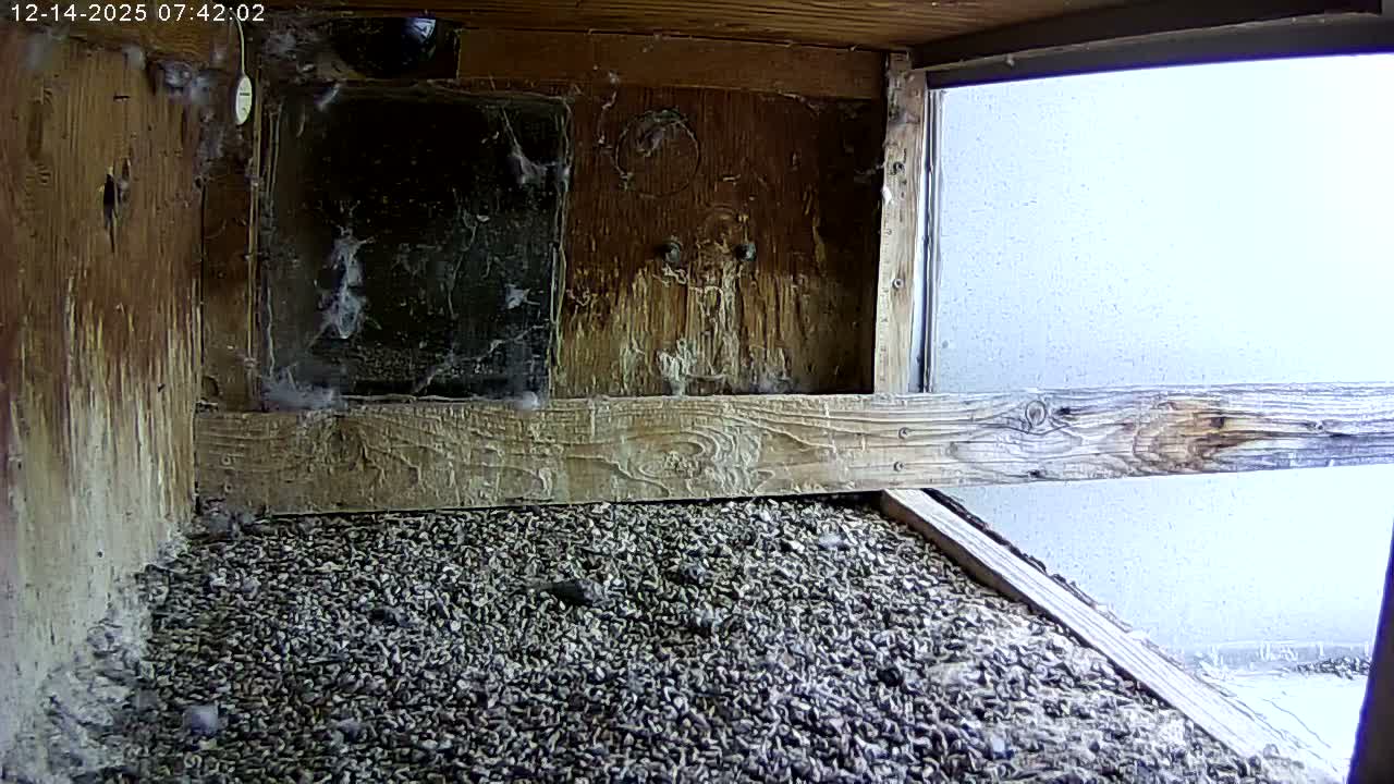 Manhester, NH, Falcon Life Live Cam - Manchester, Hillsborough, New Hampshire, USA