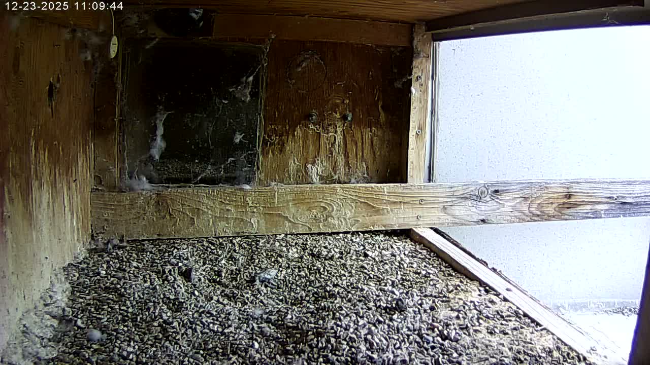 Manhester, NH, Falcon Life Live Cam - Manchester, Hillsborough, New Hampshire, USA