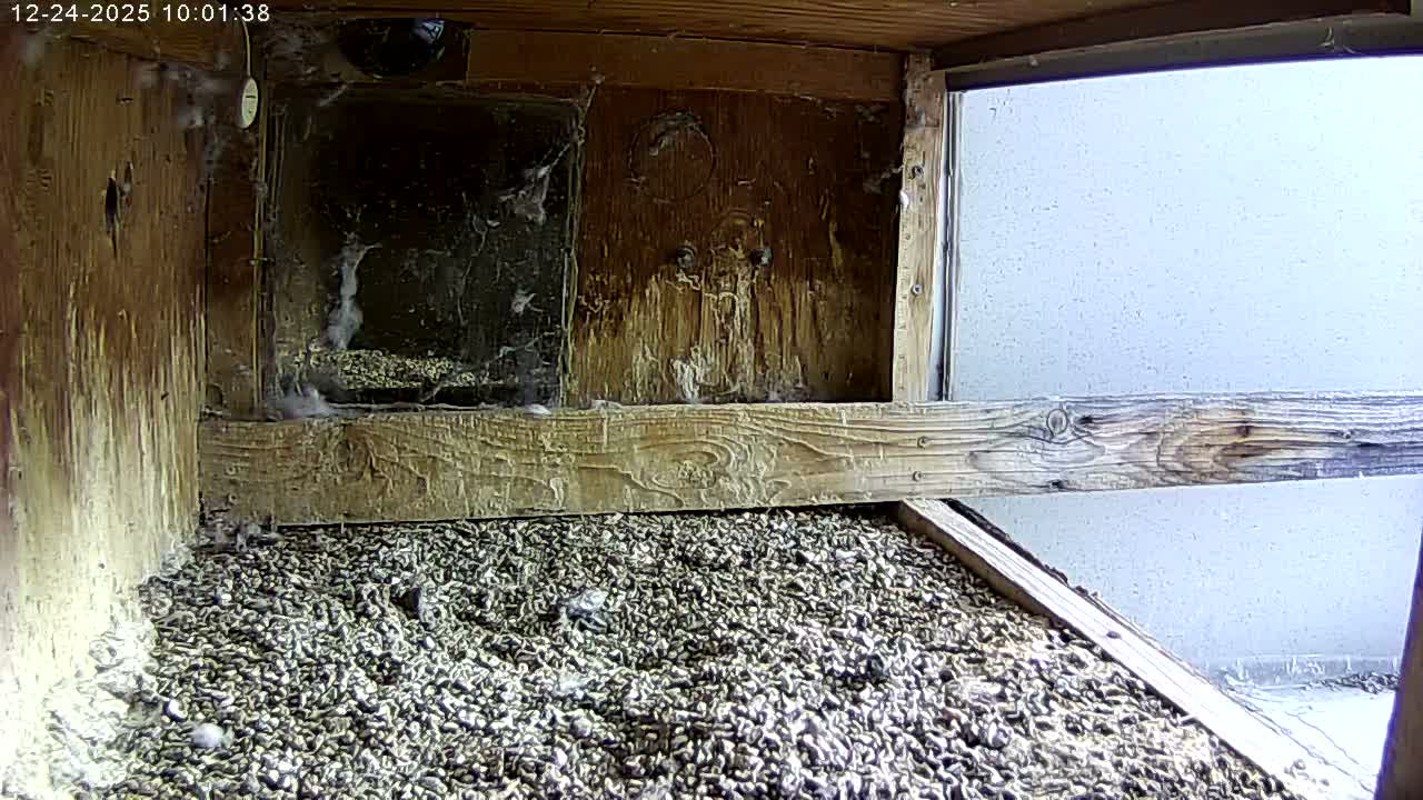 Manhester, NH, Falcon Life Live Cam - Manchester, Hillsborough, New Hampshire, USA