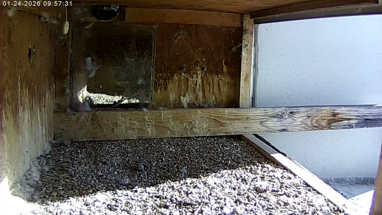 Manhester, NH, Falcon Life Live Cam - Manchester, Hillsborough, New Hampshire, USA