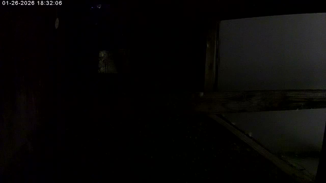 Manhester, NH, Falcon Life Live Cam - Manchester, Hillsborough, New Hampshire, USA
