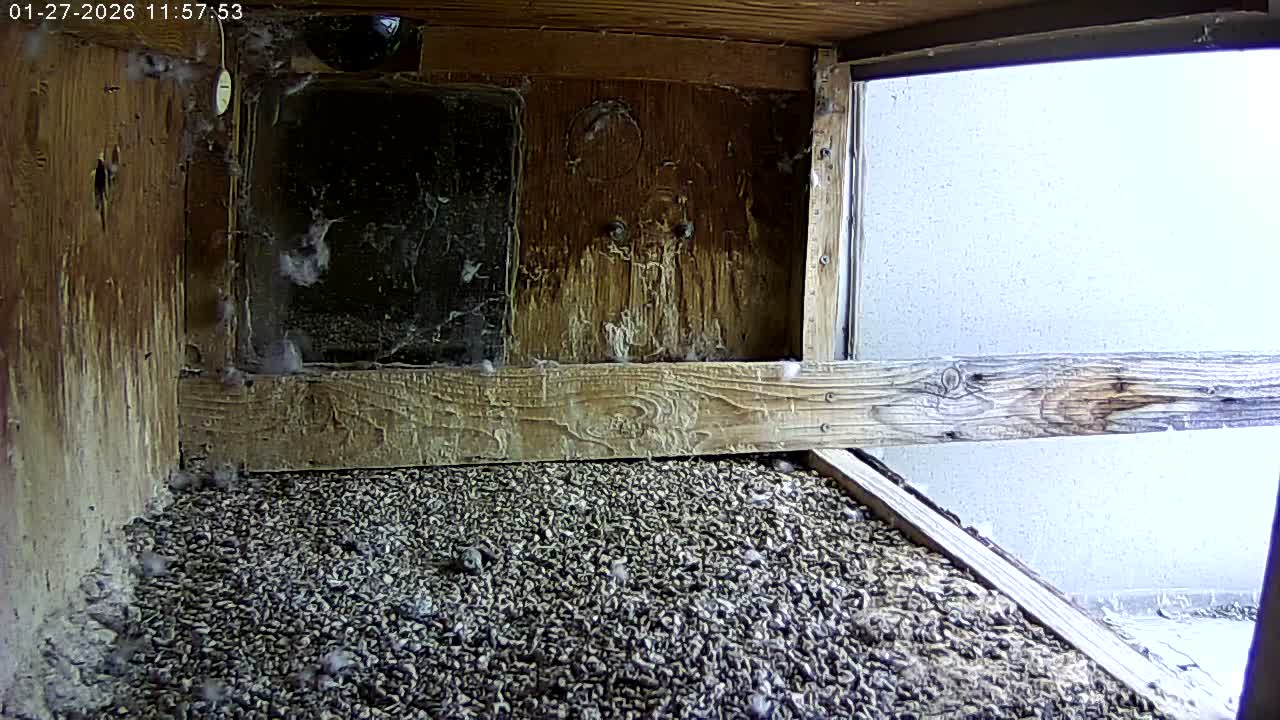 Manhester, NH, Falcon Life Live Cam - Manchester, Hillsborough, New Hampshire, USA