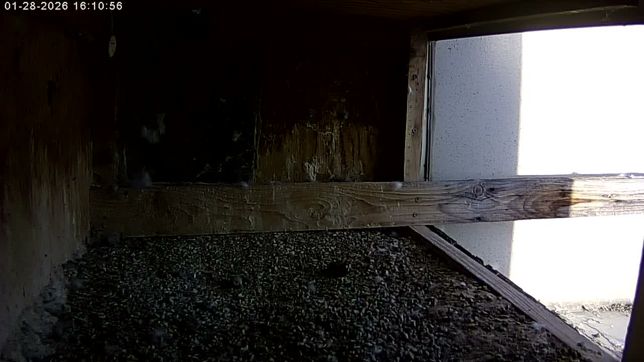 Manhester, NH, Falcon Life Live Cam - Manchester, Hillsborough, New Hampshire, USA