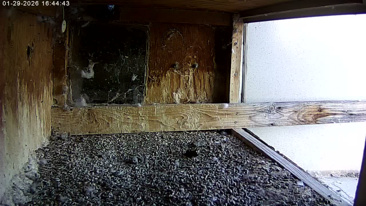 Manhester, NH, Falcon Life Live Cam - Manchester, Hillsborough, New Hampshire, USA