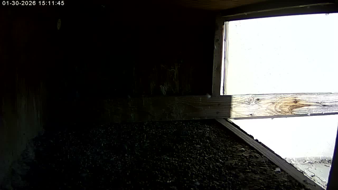 Manhester, NH, Falcon Life Live Cam - Manchester, Hillsborough, New Hampshire, USA