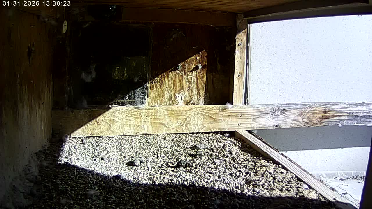 Manhester, NH, Falcon Life Live Cam - Manchester, Hillsborough, New Hampshire, USA