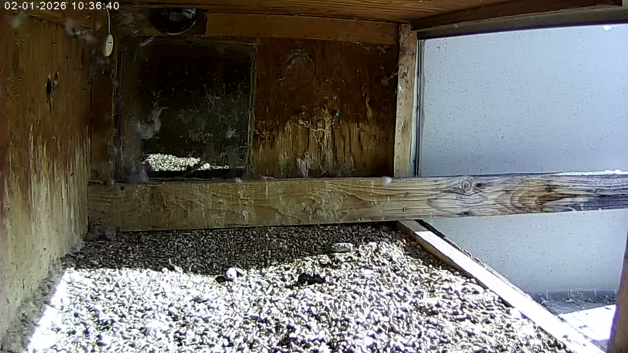 Manhester, NH, Falcon Life Live Cam - Manchester, Hillsborough, New Hampshire, USA