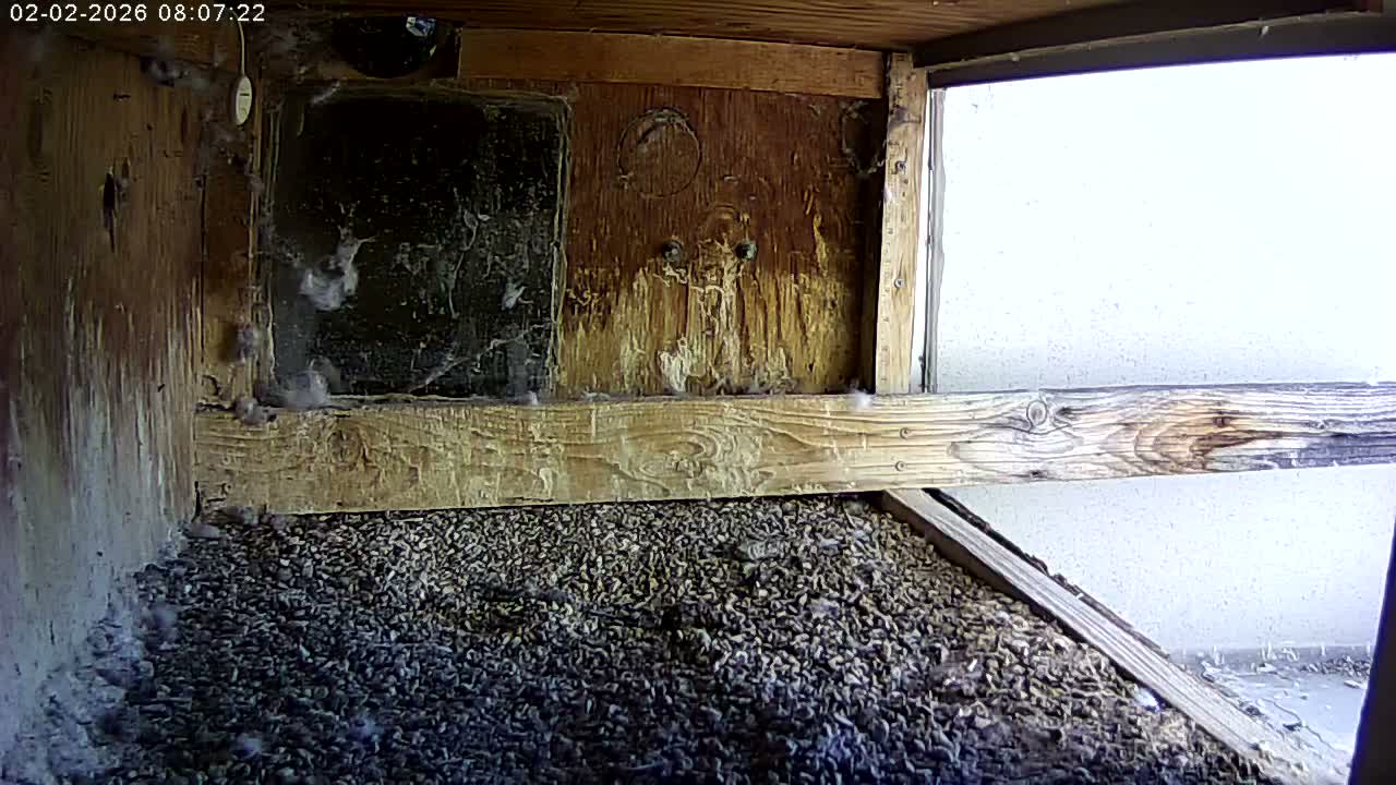 Manhester, NH, Falcon Life Live Cam - Manchester, Hillsborough, New Hampshire, USA