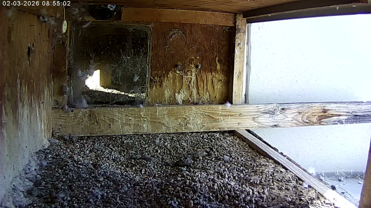 Manhester, NH, Falcon Life Live Cam - Manchester, Hillsborough, New Hampshire, USA