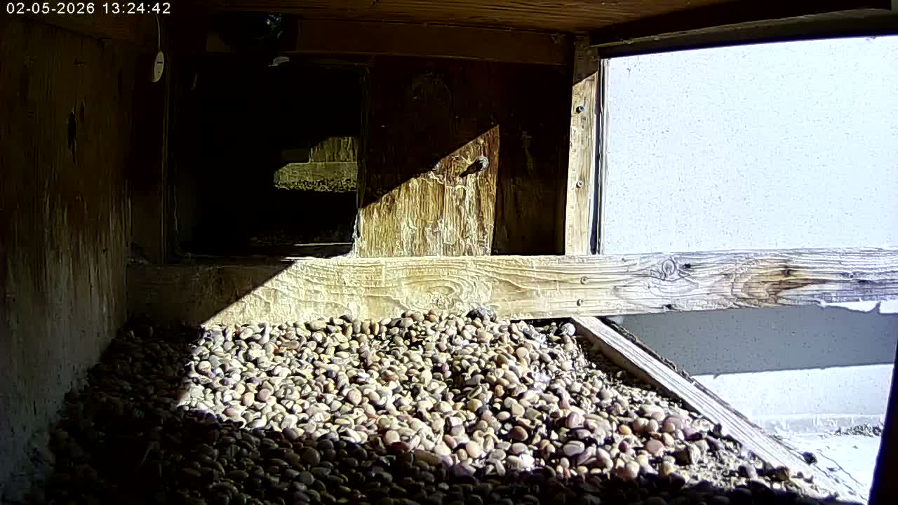 Manhester, NH, Falcon Life Live Cam - Manchester, Hillsborough, New Hampshire, USA