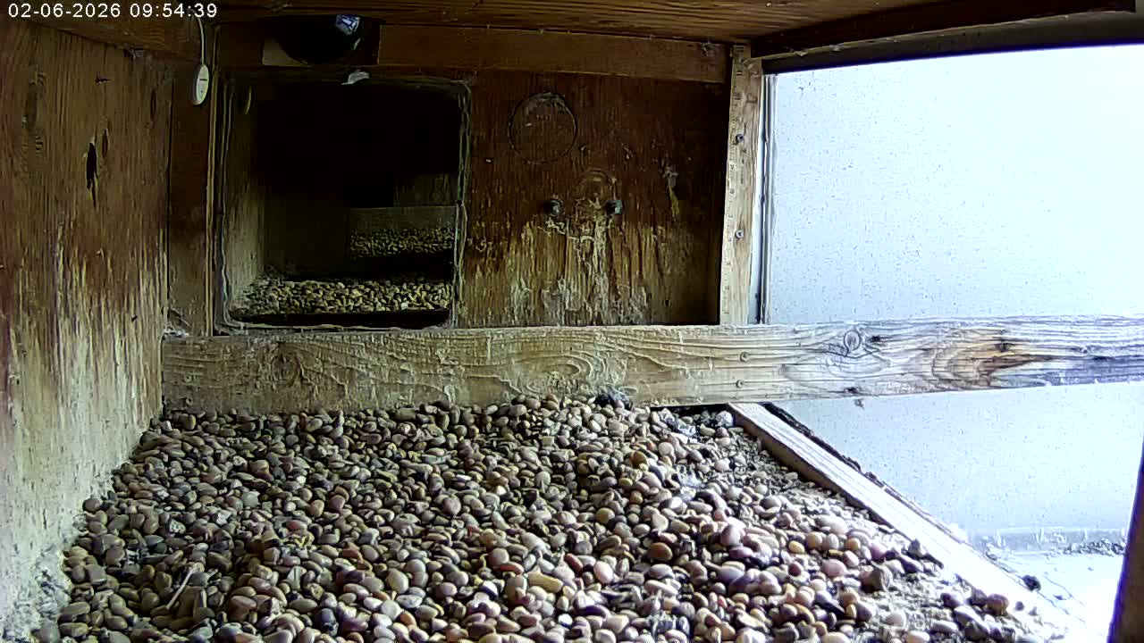 Manhester, NH, Falcon Life Live Cam - Manchester, Hillsborough, New Hampshire, USA